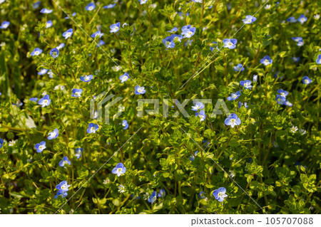 Summer background with blue flowers veronica chamaedrys. Blue flower bloom on green grass, spring background 105707088