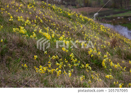 Yellow Primula veris cowslip, common cowslip, cowslip primrose on soft green background.Selective focus Yellow Primula veris cowslip, common cowslip, cowslip primrose on soft green background.Selective focus 105707095