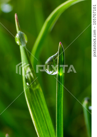 Water drops on the green grass. Morning dew, watering plants. Drops of moisture on leaves after rain. Beautiful green background on an ecological theme 105707101