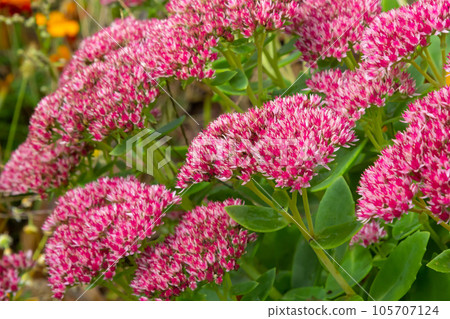 Red flowering sedum plant, Hylotelephium telephium. beautiful autumn flowers in the garden Red flowering sedum plant, Hylotelephium telephium. beautiful autumn flowers in the garden 105707124