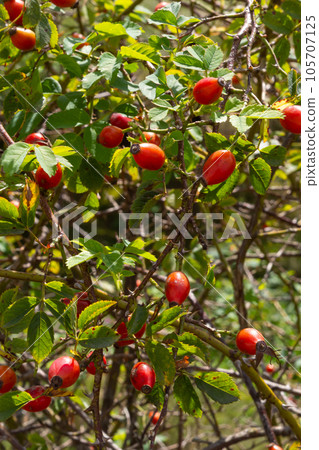 Rosa canina is a perennial plant of the rose family, a tall bush with arcuately hanging branches covered with strong hooked spines. Vitamin, medicinal, food, honey, ethereal, tannin-bearing, dyeing, Rosa canina is a perennial plant of the rose family, a tall bush with arcuately hanging branches covered with strong hooked spines. Vitamin, medicinal, food, honey, ethereal, tannin-bearing, dyeing, 105707125