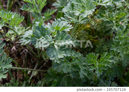 Artemisia absinthium is a perennial plant of the aster family. Medicinal, food, phytoncide, essential oil, dye, tannin-bearing and insecticidal culture. One of the most bitter plants in the world Artemisia absinthium is a perennial plant of the aster family. Medicinal, food, phytoncide, essential oil, dye, tannin-bearing and insecticidal culture. One of the most bitter plants in the world 105707126