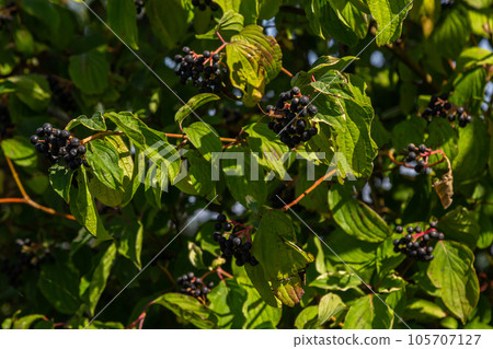 Cornus sanguinea is a perennial plant of the sod family. A tall shrub with small flowers and black inedible berries. Turf-well is grown as an ornamental plant Cornus sanguinea is a perennial plant of the sod family. A tall shrub with small flowers and black inedible berries. Turf-well is grown as an ornamental plant 105707127