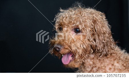 Funny curly brown wet poodle.  105707235