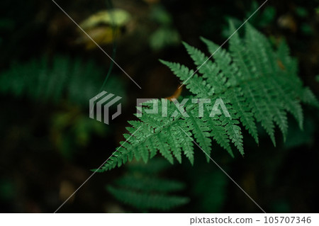 Perfect natural fern pattern. Beautiful background made with young green fern leaves. Color of kale. 105707346
