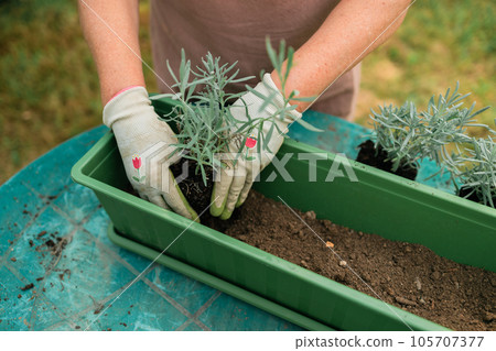 Happy 50s senior farmer woman transplants lavender plant into plastic pot outdoors. Gardening, greenery concept. 105707377