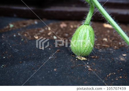 Cultivation of watermelons on the agronet. A fruit formed on the plant 105707439