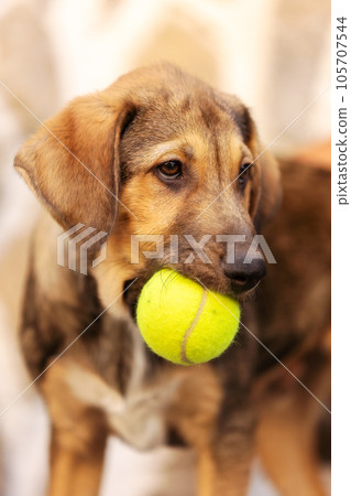 Rescue Adoption Dog with Sad Look and tennis ball 105707544