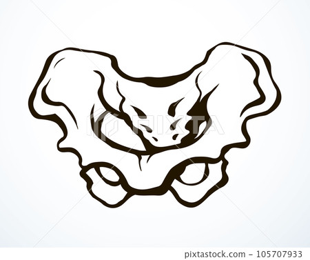 Vector drawing. Pelvic bones icon 105707933