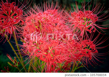 嵯峨野的秋天,精緻而神秘的天然花束,鮮紅的石蒜科(黑色背景) 嵯峨野的秋天,精緻而神秘的天然花束,鮮紅的石蒜科(黑色背景) 105708034