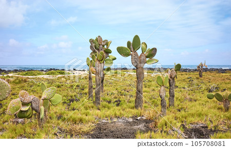 Galapagos Island primeval landscape with Giant opuntia (Opuntia galapageia) on Santa Cruz Island, Galapagos National Park, Ecuador. Galapagos Island primeval landscape with Giant opuntia (Opuntia galapageia) on Santa Cruz Island, Galapagos National Park, Ecuador. 105708081