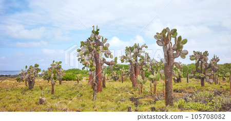 Galapagos Island primeval landscape with Giant opuntia (Opuntia galapageia) on Santa Cruz Island, Galapagos National Park, Ecuador. Galapagos Island primeval landscape with Giant opuntia (Opuntia galapageia) on Santa Cruz Island, Galapagos National Park, Ecuador. 105708082