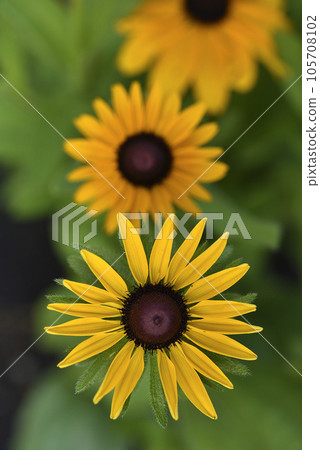 Yellow flowers. Yellow daisy close-up. A flower is like a sunflower. 105708102