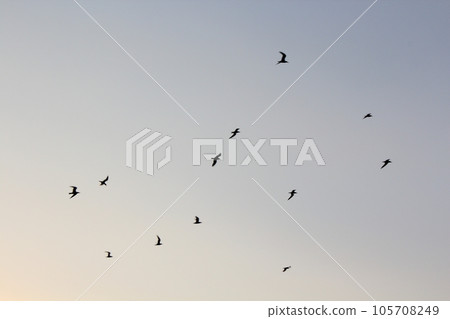 migratory birds 105708249