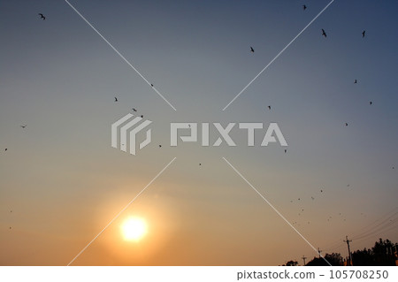 候鳥 105708250