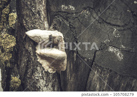 Parasitic fungus on the trunk of a large tree 105708279