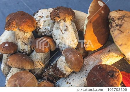 Autumn fall composition. Raw edible mushrooms Penny Bun on dark black stone shale background. Ceps over gray table. Cooking delicious organic mushroom gourmet food. Flat lay top view Autumn fall composition. Raw edible mushrooms Penny Bun on dark black stone shale background. Ceps over gray table. Cooking delicious organic mushroom gourmet food. Flat lay top view 105708806