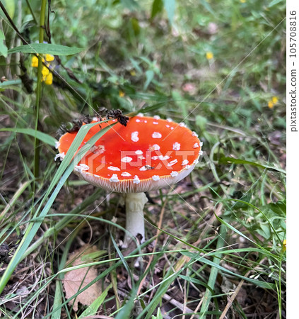 Poisonous mushroom fly agaric grows in the forest Poisonous mushroom fly agaric grows in the forest 105708816