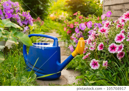 Farm worker gardening tools. Blue plastic watering can for irrigation plants placed in garden with flowers on flowerbed and flowerpot on sunny summer day. Gardening hobby agriculture concept Farm worker gardening tools. Blue plastic watering can for irrigation plants placed in garden with flowers on flowerbed and flowerpot on sunny summer day. Gardening hobby agriculture concept 105708917