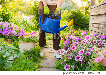 Gardening agriculture concept. Gardener hands holding watering can watering irrigating plant. Unrecognizable woman gardening in garden. Home grown organic food. Local garden produce clean vegetables Gardening agriculture concept. Gardener hands holding watering can watering irrigating plant. Unrecognizable woman gardening in garden. Home grown organic food. Local garden produce clean vegetables 105708919