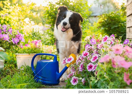Outdoor portrait of cute dog border collie with watering can in garden background. Funny puppy dog as gardener fetching watering can for irrigation. Gardening and agriculture concept 105708921