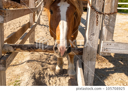Racecourse concept. Modern animal livestock. Brown horse stallions in stall relaxing in training corral, farm countryside background. Horse in paddock corral outdoor. Horse in natural eco farm 105708925