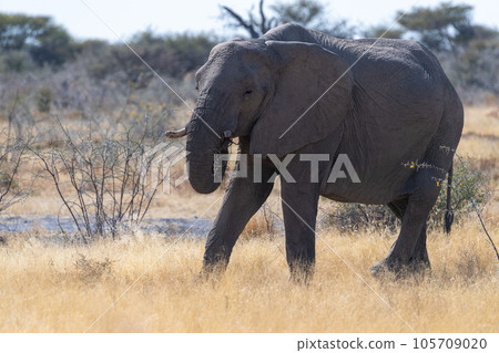 An African Elephant grazing in Etosha 105709020