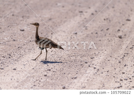 Red-crested Bustard in Etosha Red-crested Bustard in Etosha 105709022