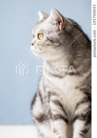 Cute ginger cat 105709043