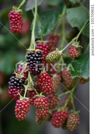 delicious and juicy blackberry fruits on a bush in the garden 105709681