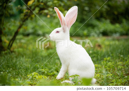a beautiful white domestic rabbit is grazing and walking outdoors a beautiful white domestic rabbit is grazing and walking outdoors 105709714