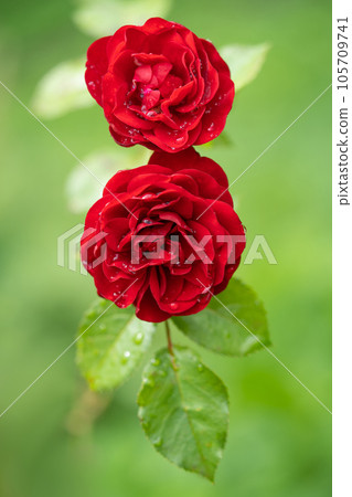 beautiful red rose with water droplets after rain grows in the garden beautiful red rose with water droplets after rain grows in the garden 105709741