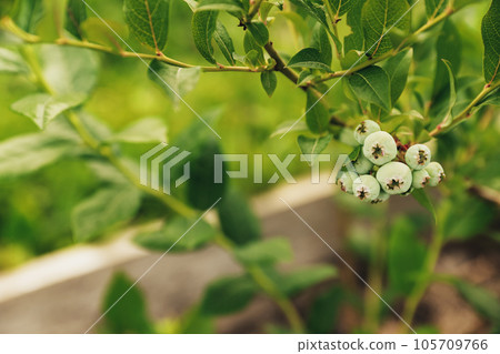 Closeup of green blueberry berries branch, shrub from bush at homemade garden or fruit organic farm field. Showing and presenting future harvest, care about plant. Food plantation, orchard, BIO viands Closeup of green blueberry berries branch, shrub from bush at homemade garden or fruit organic farm field. Showing and presenting future harvest, care about plant. Food plantation, orchard, BIO viands 105709766