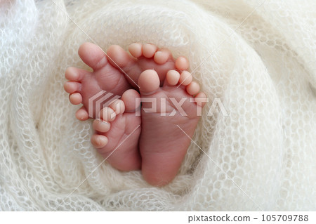 Legs, toes, feet and heels of newborn twins. Wrapped in a knitted white blanket. Studio macro photography of the legs of newborn twins, close-up. Two newborns. 105709788
