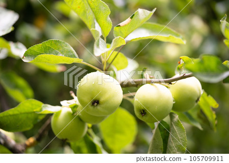 delicious and juicy green apples on the tree in the garden 105709911
