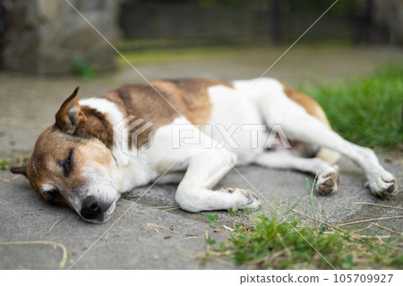 a sad dog is lying down outdoors 105709927