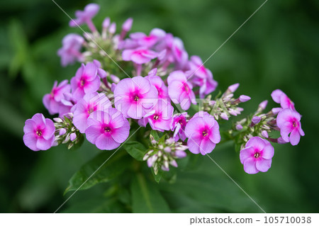 beautiful purple phlox drummond flowers on a bush in the garden 105710038