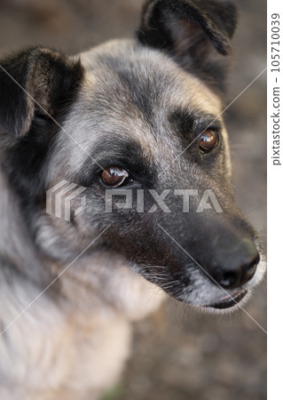 A lonely and sad guard dog on a chain near a dog house outdoors. 105710039