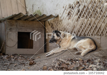 A lonely and sad guard dog on a chain near a dog house outdoors. A lonely and sad guard dog on a chain near a dog house outdoors. 105710042