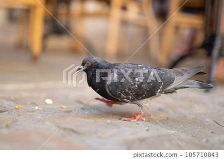 close up of beautiful city pigeon with blurred background close up of beautiful city pigeon with blurred background 105710043