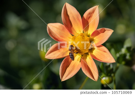 close-up of a bee pollinating a flower and making honey. close-up of a bee pollinating a flower and making honey. 105710069