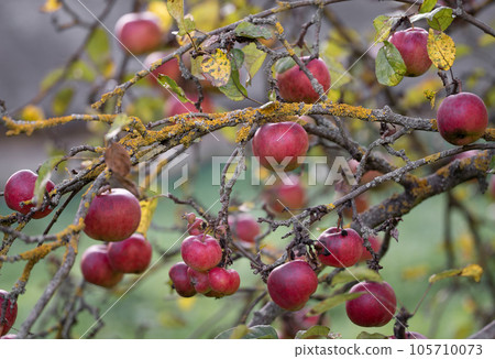 many ripe red apples on a tree branch. many ripe red apples on a tree branch. 105710073