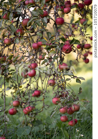 many ripe red apples on a tree branch. many ripe red apples on a tree branch. 105710079