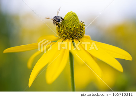 beautiful yellow flower of Rudbeckia and a bee that collects pollen 105710311