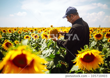 Farmer in the sunflower field. Harvesting, organic farming concept. Farmer in the sunflower field. Harvesting, organic farming concept. 105710403