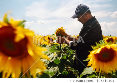 Farmer in the sunflower field. Harvesting, organic farming concept. 105710405