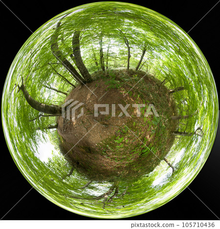 山毛櫸林的斜坡 105710436