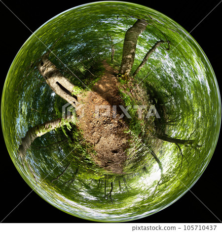 初夏新鮮綠色森林中的小行星小行星路徑 Utasai 山毛櫸森林球形全景 105710437