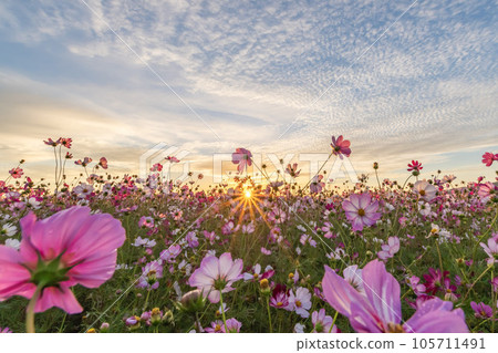 Cosmos field in the morning sun Cosmos field in the morning sun 105711491
