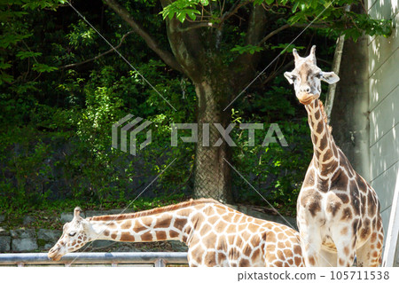 Two giraffes 105711538